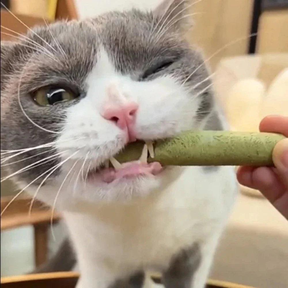 Snack Digestivo Naturale per Gatti