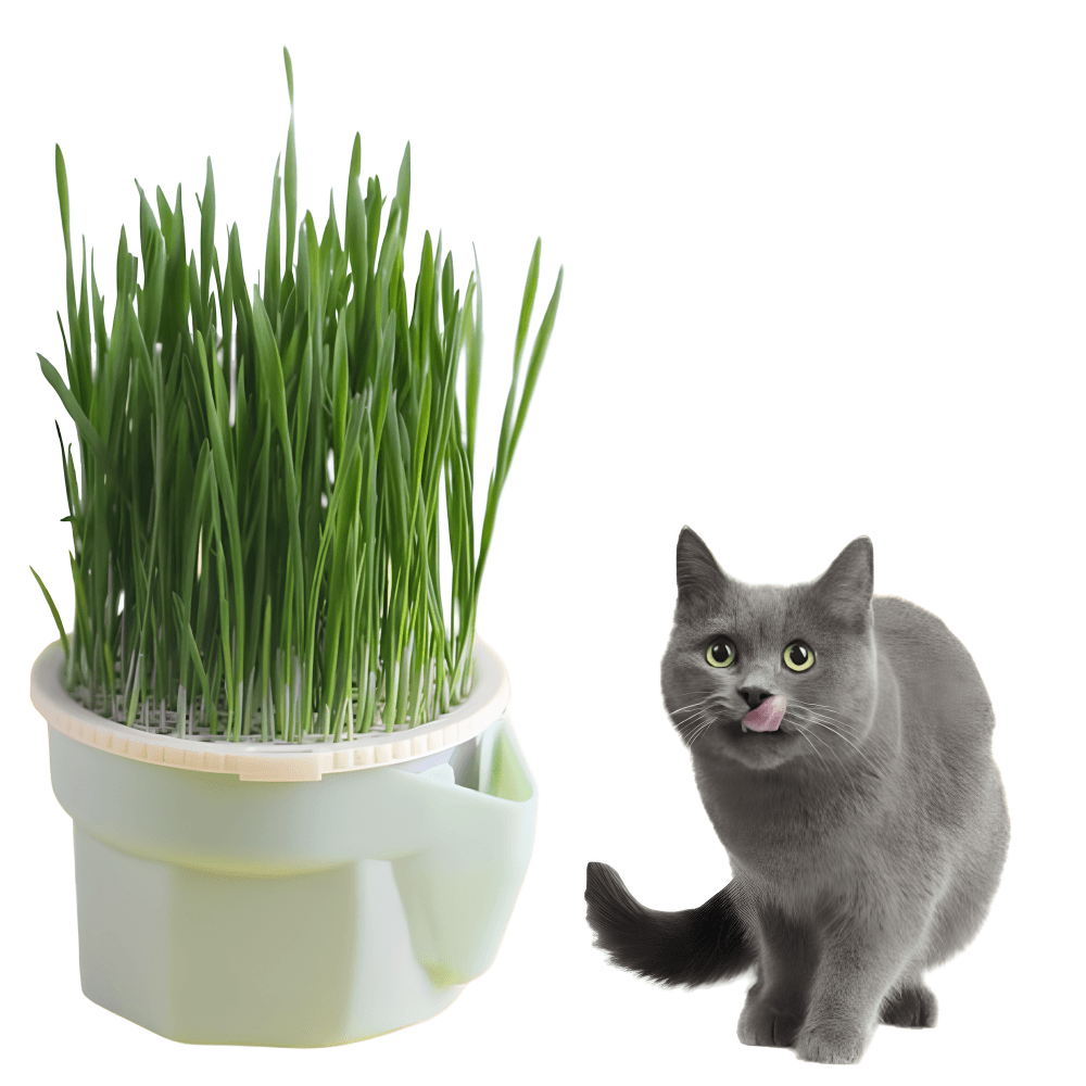 Vaso Botanico per Gatti
