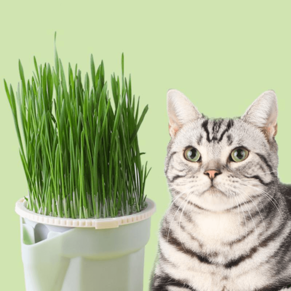 Vaso Botanico per Gatti