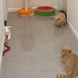 Serpente Interattiva per Gatti
