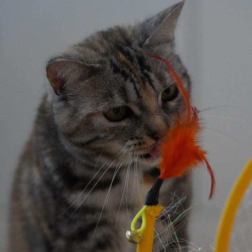 Gioco Interattivo a Spirale per Gatti