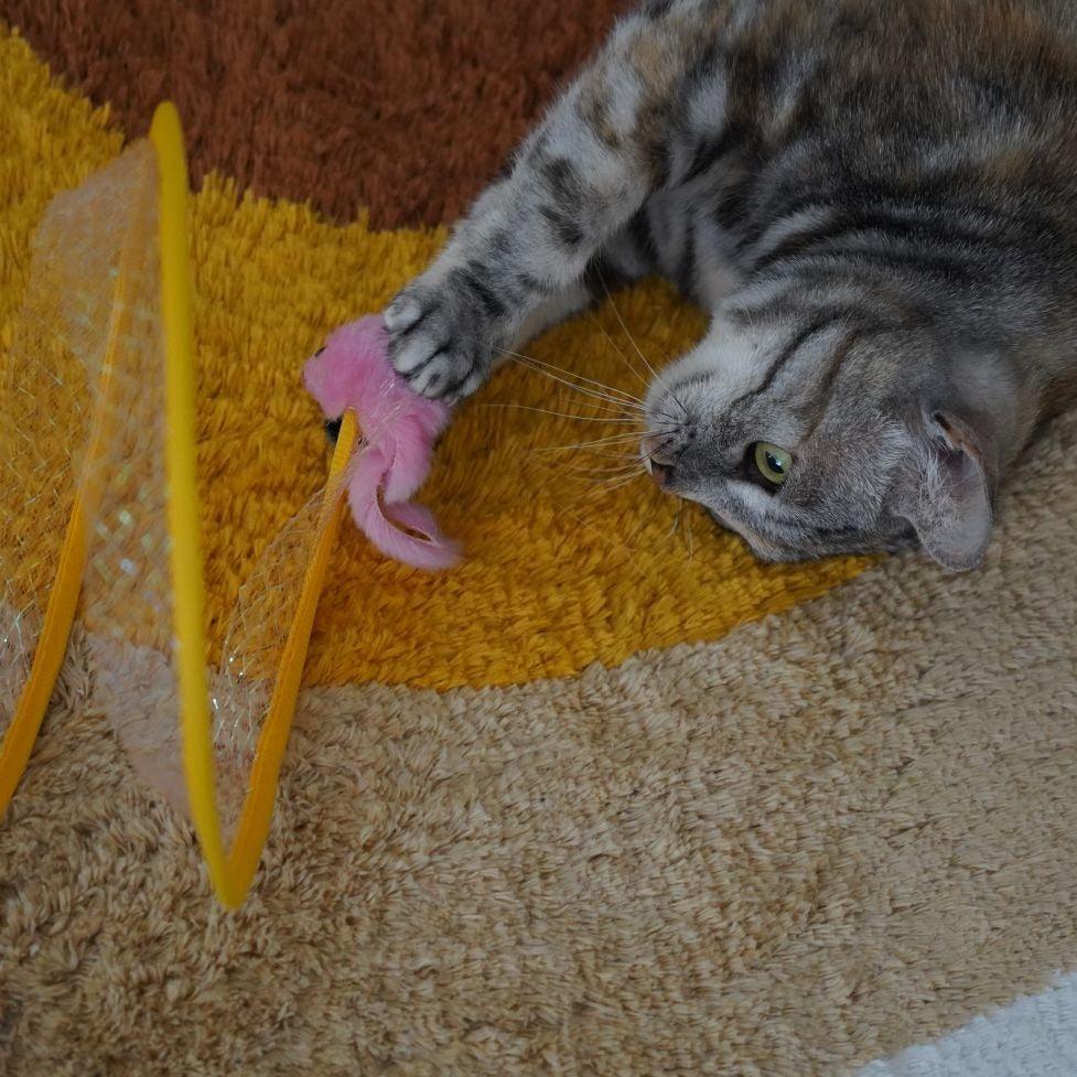 Gioco Interattivo a Spirale per Gatti